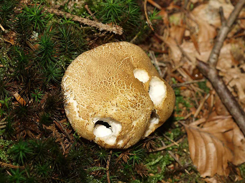 Tricholoma apium - Sellerie-Ritterling