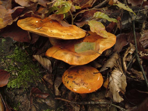 Tricholoma aurantium