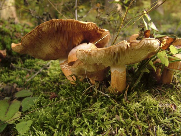 tricholoma aurantium