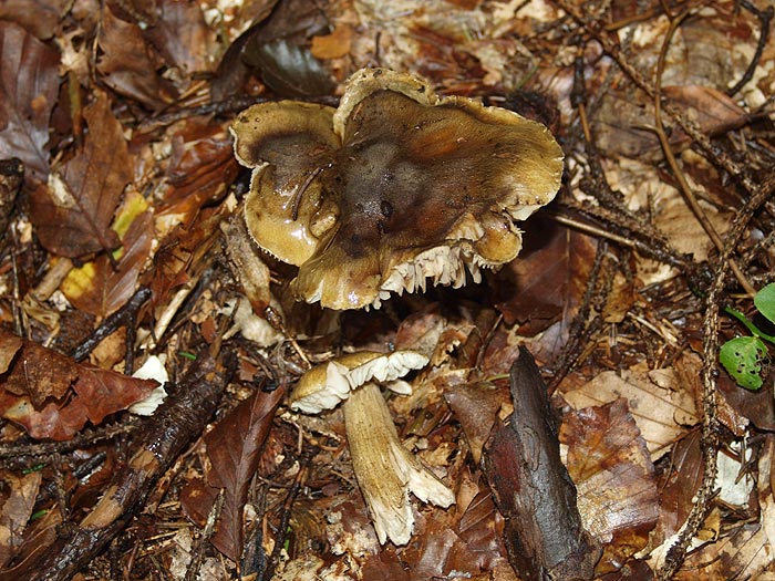 Tricholoma fucatum - Olivbrauner Ritterling