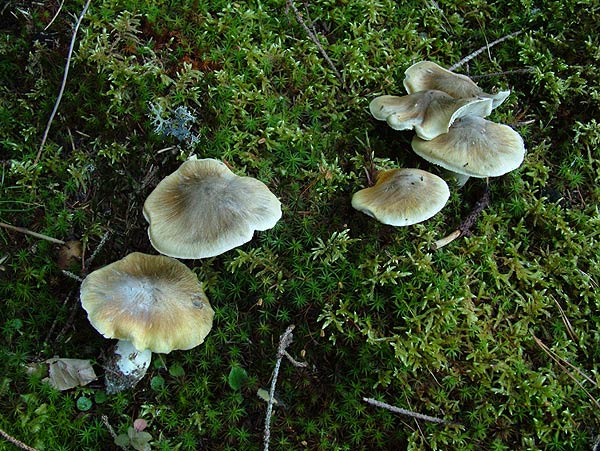 tricholoma sejunctum