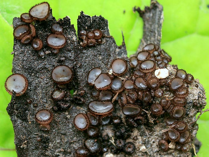 Trichophaea gregaria - Geselliger Kranzborstling