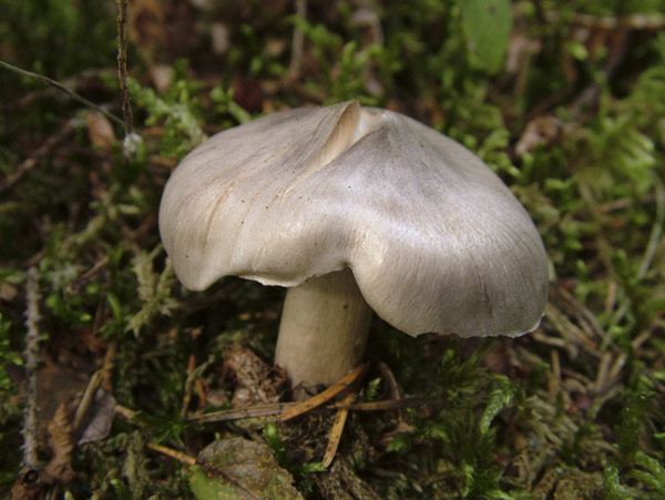 tricholoma virgatum