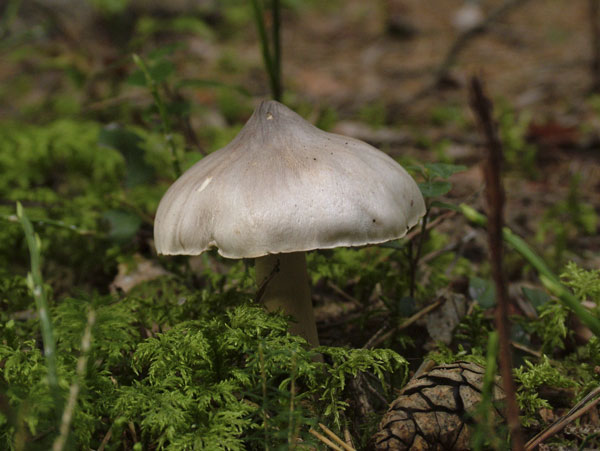 tricholoma virgatum