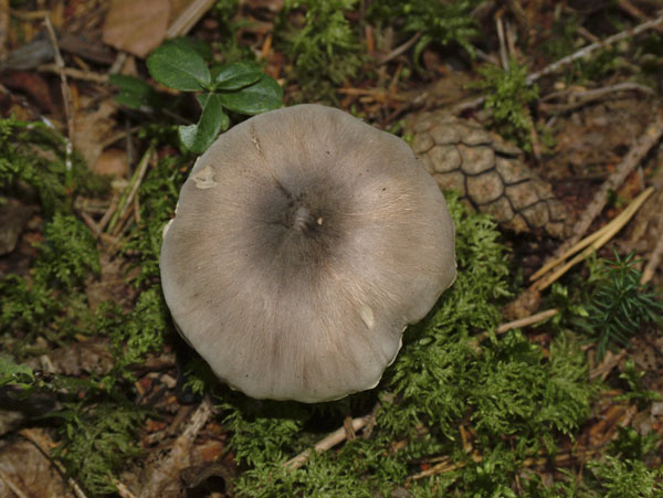 tricholoma virgatum