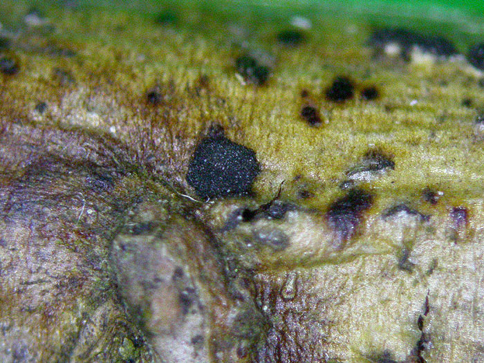 Trimmatostroma salicis