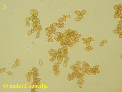 Cortinarius trivialis - Sporen