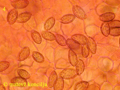 Cortinarius trivialis - Sporen