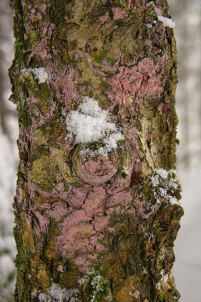 Lilafarbene Wachskruste