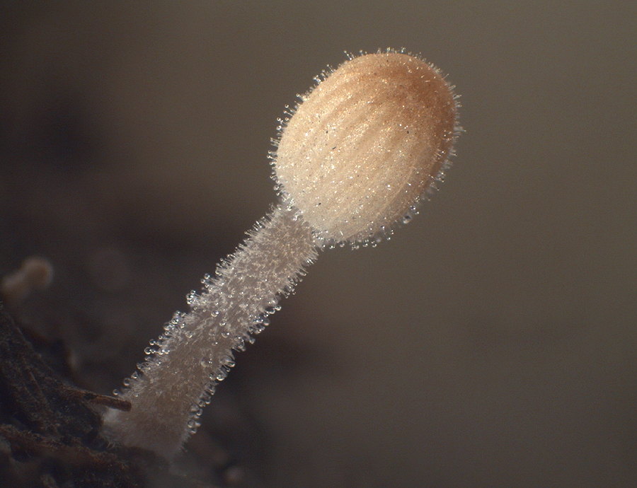 Ephemerocybe heterosetulosa - Winziger Mist-Samttintling
