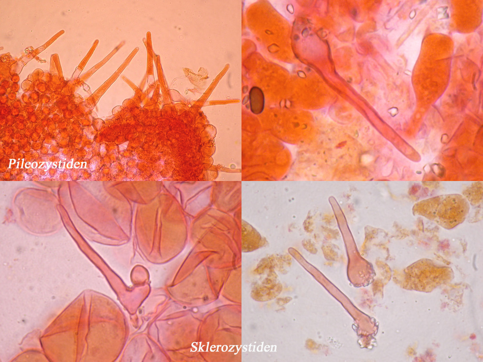 Ephemerocybe heterosetulosa - Winziger Mist-Samttintling