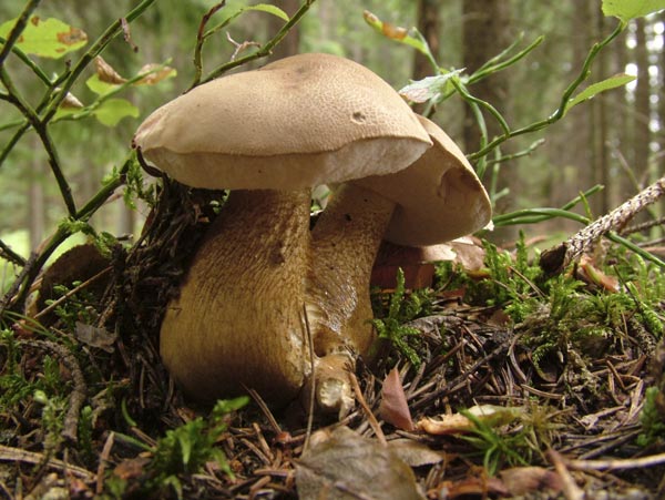 tylopilus felleus