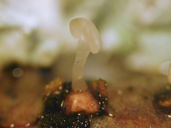 Typhula sp.