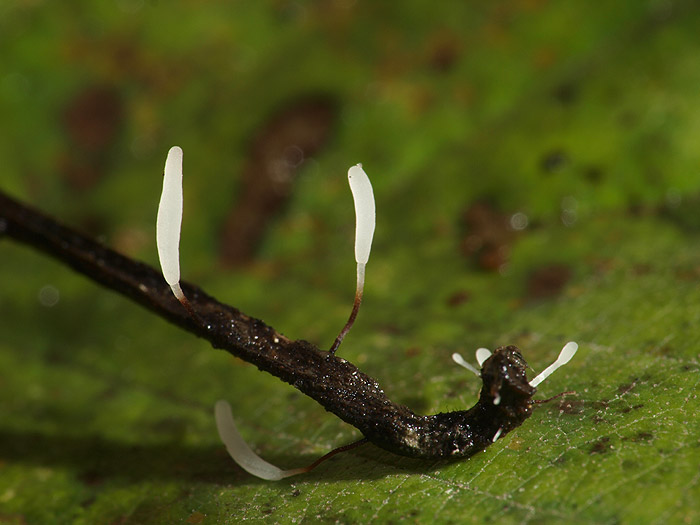 Typhula erythropus - Rotbraunstieliges Sklerotienkeulchen