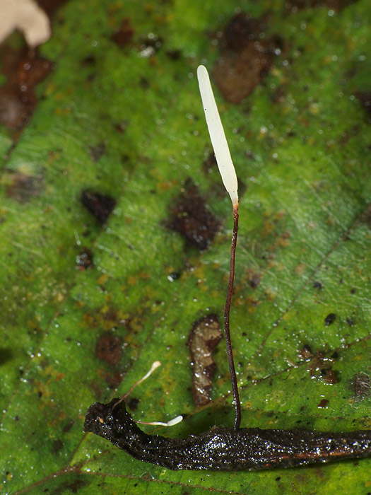 Typhula erythropus - Rotbraunstieliges Sklerotienkeulchen