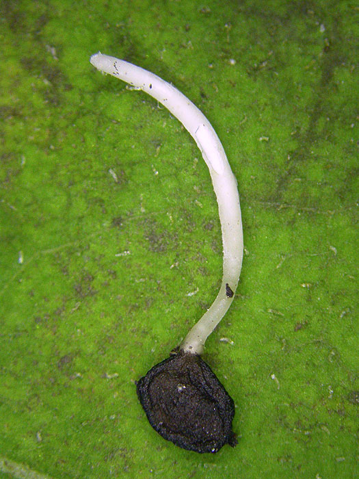 Typhula sclerotioides - Pestwurz-Sklerotienkeulchen