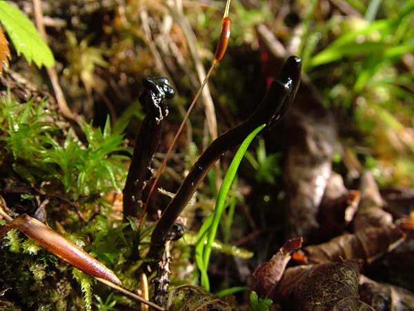 geoglossum umbratile