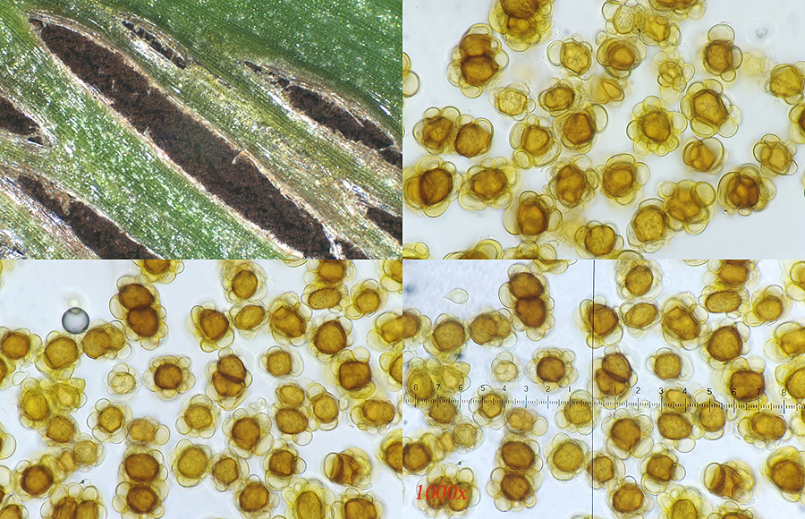 Urocystis colchici