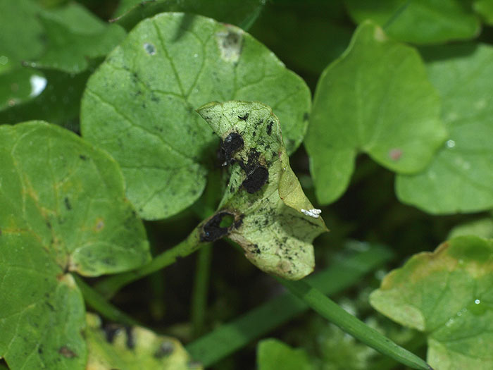 Urocystis ficariae