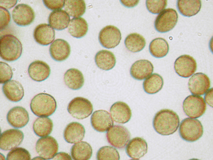 Ustilago avenae