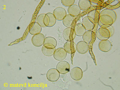 Trichia varia - trosi in elatere