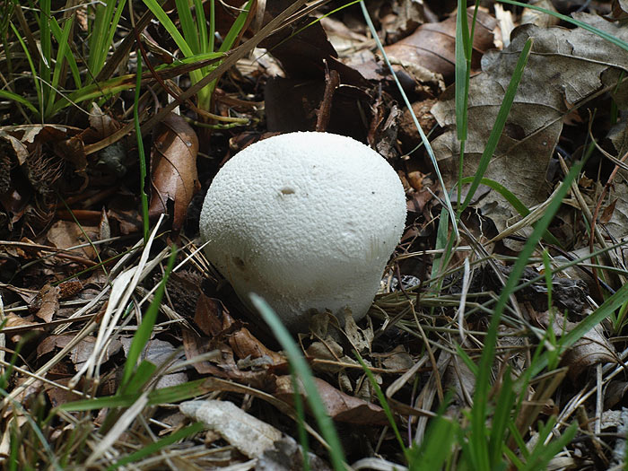 Lycoperdon pratense - Wiesenstäubling