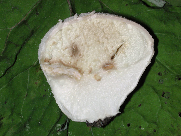 Lycoperdon pratense - Wiesenstäubling