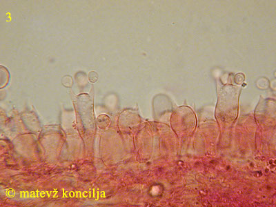 Coprinus velatopruinatus - Basidien