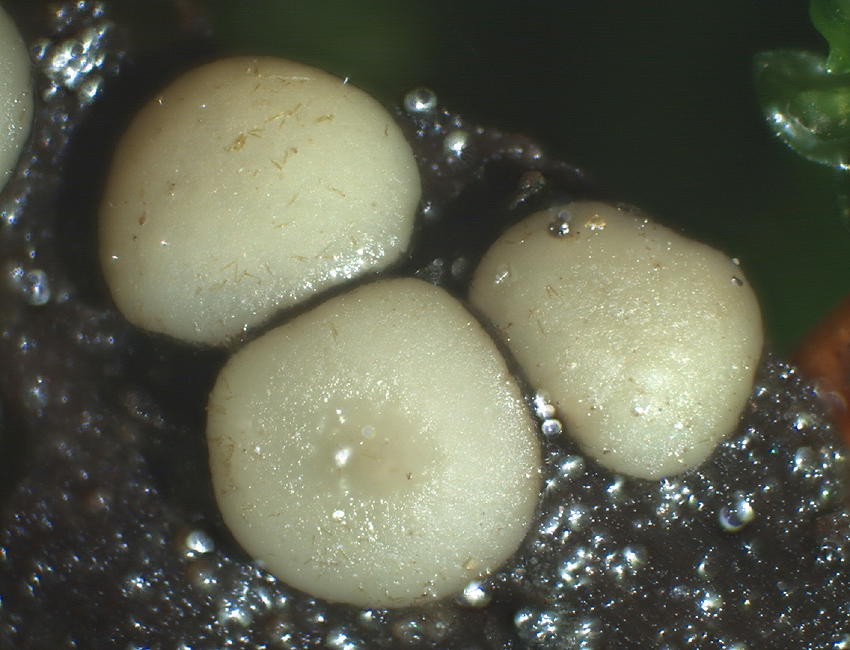 Vibrissea-flavovirens - Gelbr&uuml;nes Kranzbecherchen