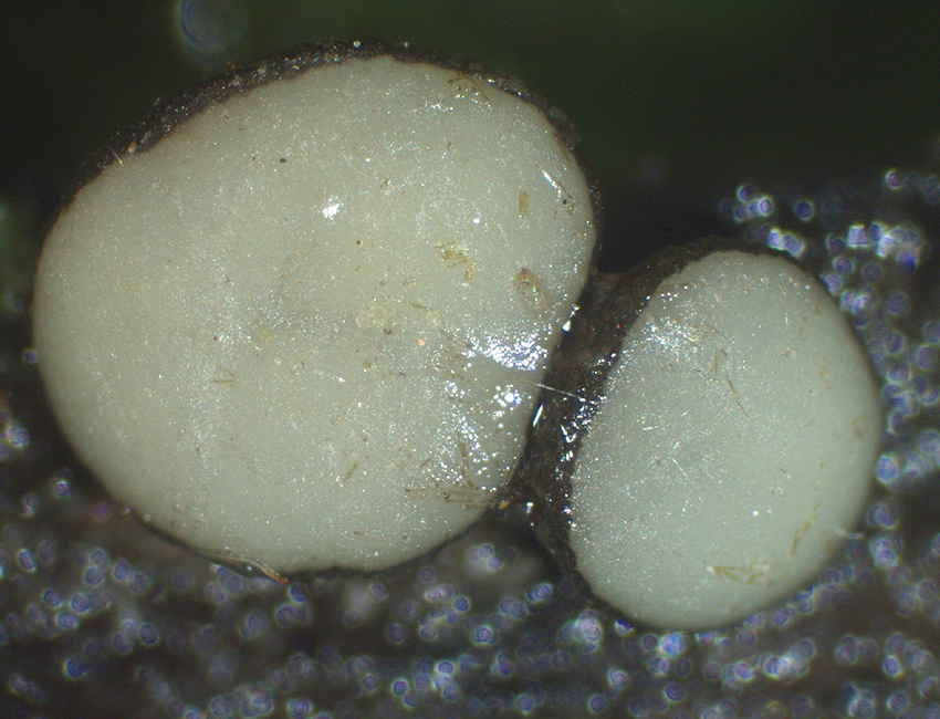 Vibrissea-flavovirens - Gelbr&uuml;nes Kranzbecherchen