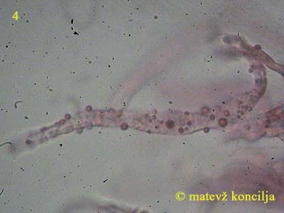 Russula vinosa - Primordialhyphen