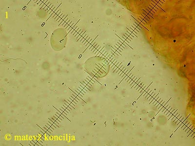 Clavulicium vinososcabens - Sporen