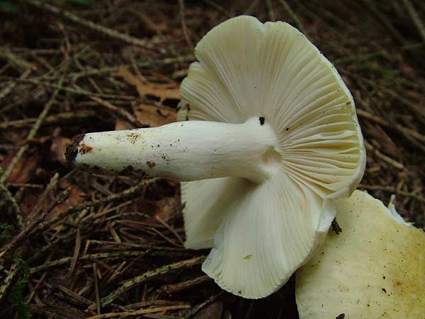 russula violeipes