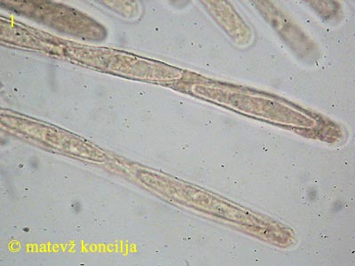 Hypomyces viridis - aski