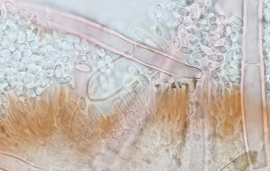 Volutella ciliata
