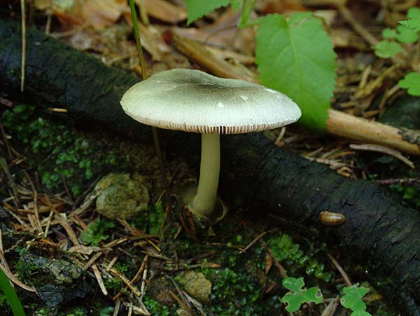 volvariella caesiotincta