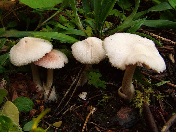 volvariella hypopithys