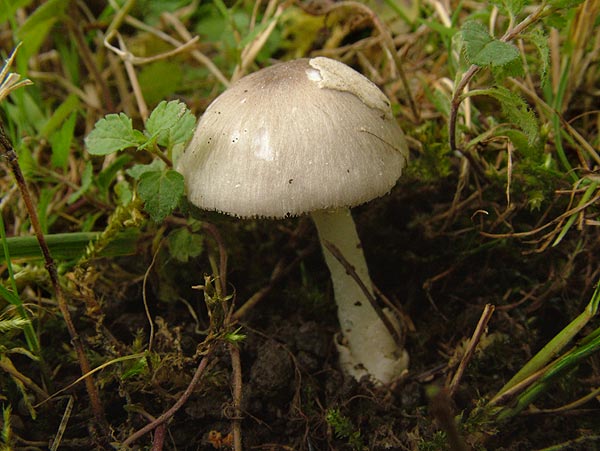 volvariella murinella