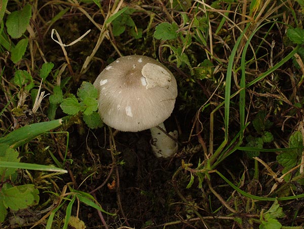 volvariella murinella