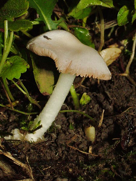 volvariella pusilla