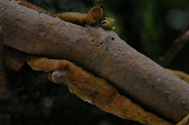 Rindensprenger auf Schwarzerle