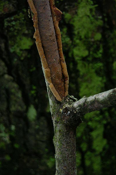 Rindensprenger auf Schwarzerle