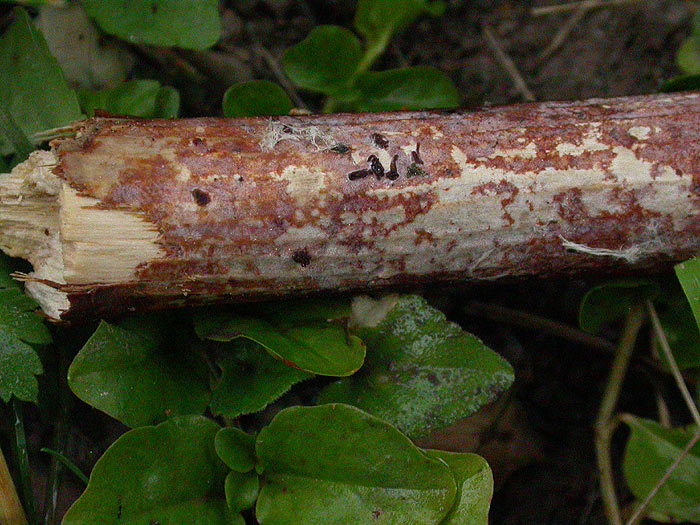 Vuilleminia coryli