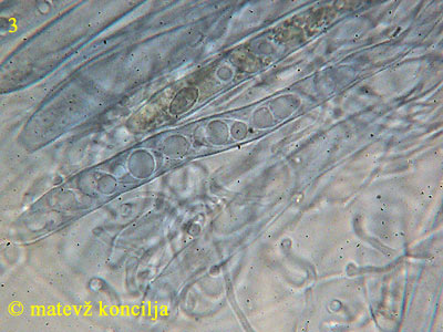 podophacidium xanthomelum - aski