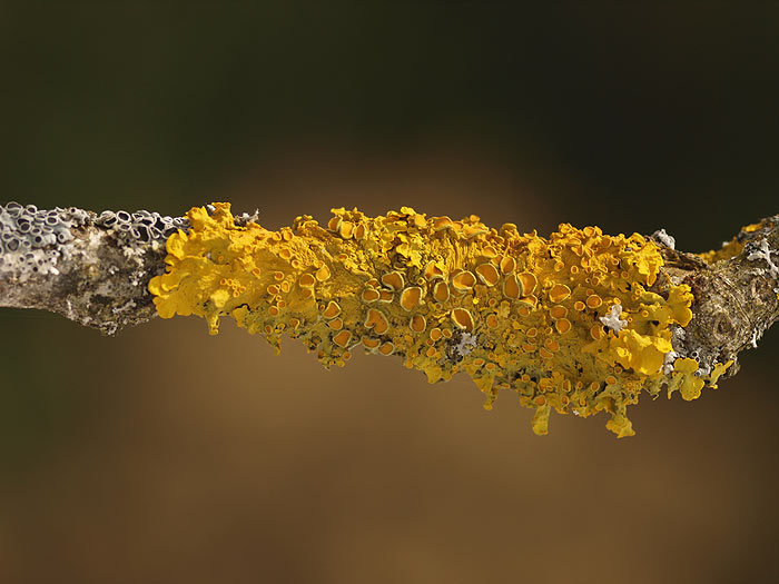 Xanthoria parietina - Wandschuesselflechte