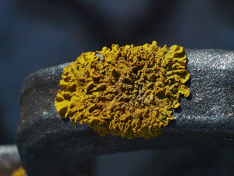 Xanthoria parietina - Wandschuesselflechte