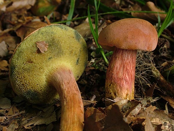 Rheubarbariboletus armeniacus