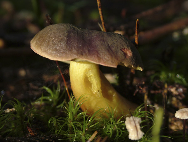 xerocomus pruinatus