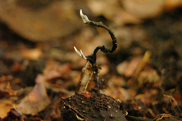 Xylaria carpophila