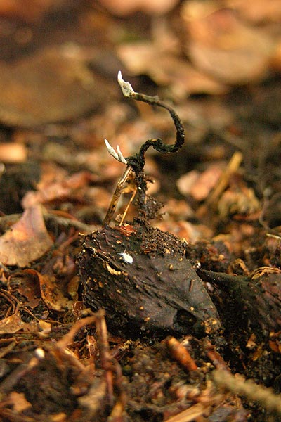 xylaria carpophila